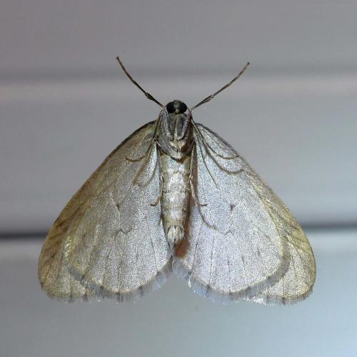 Operophtera brumata